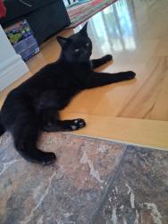 Reunited Male Cat last seen Saint-André, Montréal, QC H2J 1K4