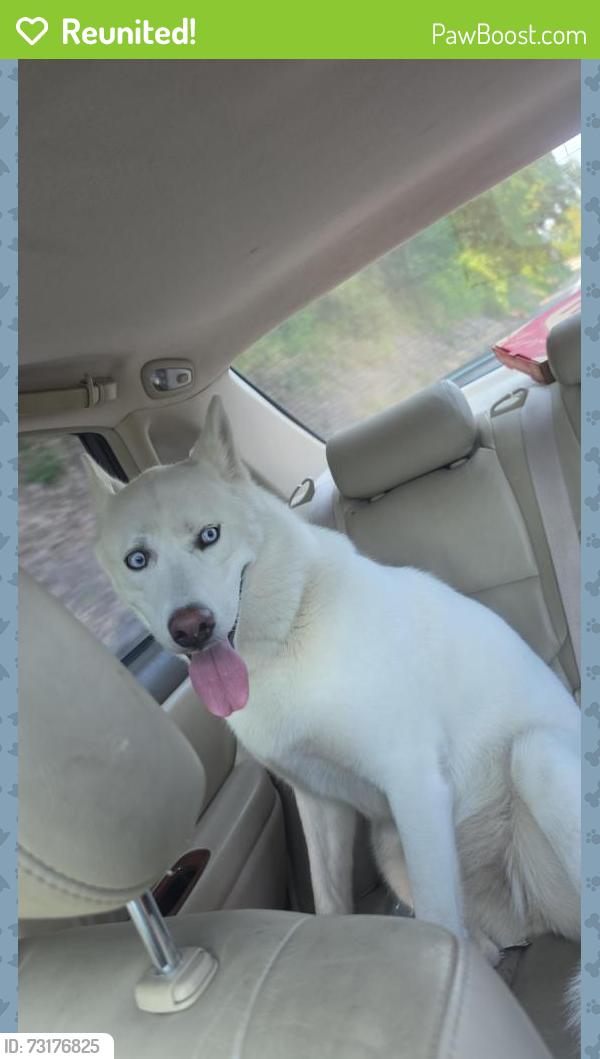 Reunited Female Dog last seen Fairbanks and Roosevelt, Tacoma, WA 98404