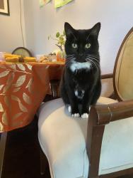 Lost Female Cat last seen N Riverside Drive & Silverside Drive, Grapevine, TX 76051