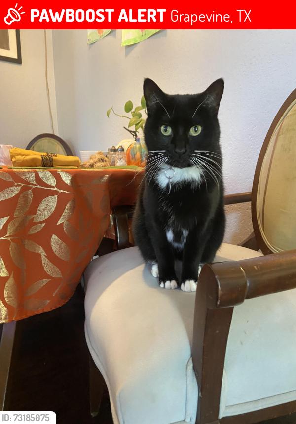Lost Female Cat last seen N Riverside Drive & Silverside Drive, Grapevine, TX 76051