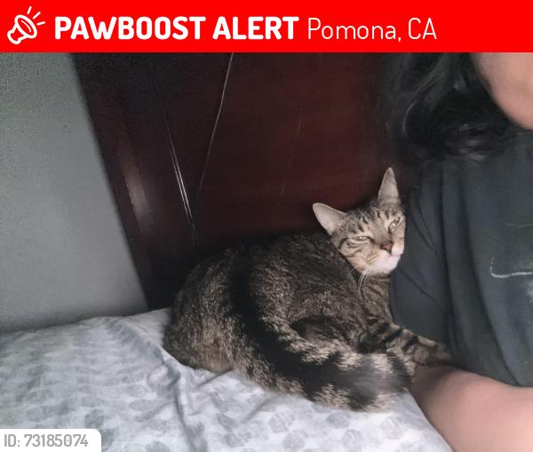 Lost Male Cat last seen Westmont, Pomona, CA 91766