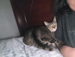 Lost Male Cat last seen Westmont, Pomona, CA 91766