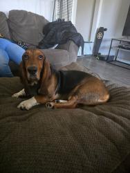 Reunited Male Dog last seen Cogswell and ranchito, El Monte, CA 91732
