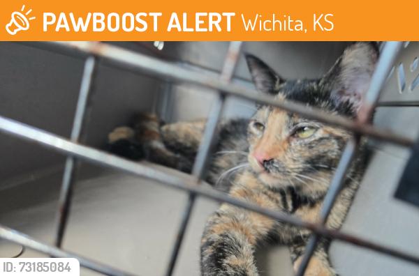 Found/Stray Female Cat last seen Irving & s Edwards, Wichita, KS 67213