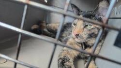 Found/Stray Female Cat last seen Irving & s Edwards, Wichita, KS 67213