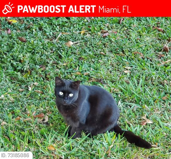 Lost Unknown Cat last seen San Simeon & Ives Dairy, Miami, FL 33179