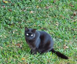 Lost Unknown Cat last seen San Simeon & Ives Dairy, Miami, FL 33179