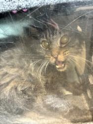 Shelter Stray Male Cat last seen Near SE Commerce Drive, MURRAY CITY, UT, 84107, 511 W 3900 S, Salt Lake City, UT 84123, USA