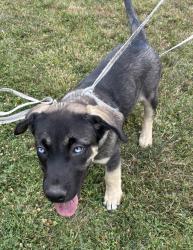 Shelter Stray Male Dog last seen UT, 511 W 3900 S, Salt Lake City, UT 84123, USA