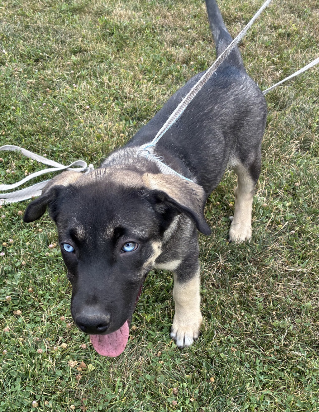 Shelter Stray Male Dog last seen UT, 511 W 3900 S, Salt Lake City, UT 84123, USA