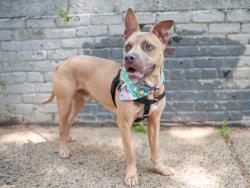 Shelter Stray Male Dog last seen Propsect Avenue, BRONX, NY, 10457, 326 E 110th St, New York, NY 10029, USA