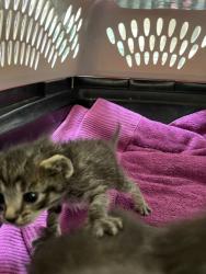 Shelter Stray Female Cat last seen 120th/ Holgate, PORTLAND, OR, 97266, 1700 W Historic Columbia River Hwy, Troutdale, OR 97060, USA