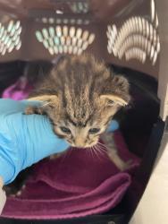 Shelter Stray Female Cat last seen 120th/ Holgate, PORTLAND, OR, 97266, 1700 W Historic Columbia River Hwy, Troutdale, OR 97060, USA