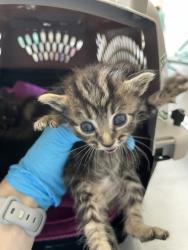 Shelter Stray Male Cat last seen 120th/ Holgate, PORTLAND, OR, 97266, 1700 W Historic Columbia River Hwy, Troutdale, OR 97060, USA
