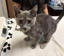 Shelter Stray Female Cat last seen ., Encinitas, CA, 92024, Oceanside, CA 92058, USA