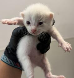Shelter Stray Male Cat last seen Near Mesa College Drive, San Diego, CA, 92111, 5500 Gaines St, San Diego, CA 92110, USA