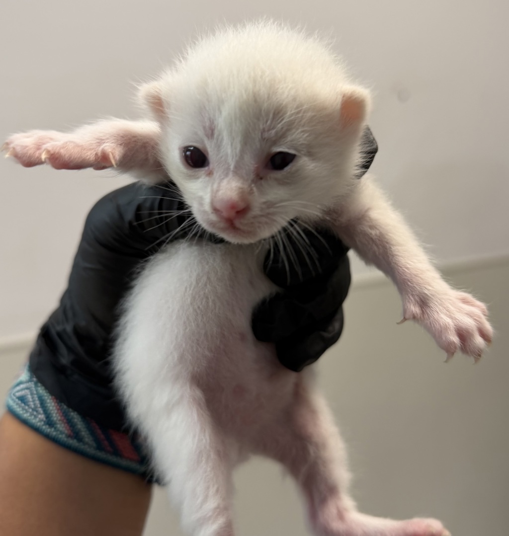Shelter Stray Male Cat last seen Near Mesa College Drive, San Diego, CA, 92111, 5500 Gaines St, San Diego, CA 92110, USA