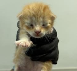 Shelter Stray Female Cat last seen Near Mesa College Drive, San Diego, CA, 92111, 5500 Gaines St, San Diego, CA 92110, USA