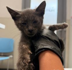 Shelter Stray Female Cat last seen Near Kostner Drive, San Diego, CA, 92154, 5500 Gaines St, San Diego, CA 92110, USA