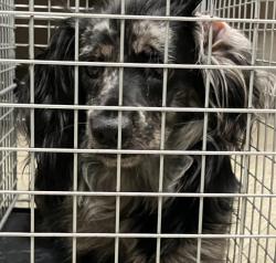 Shelter Stray Male Dog last seen Near Island Avenue, San Diego, CA, 92102, 5500 Gaines St, San Diego, CA 92110, USA