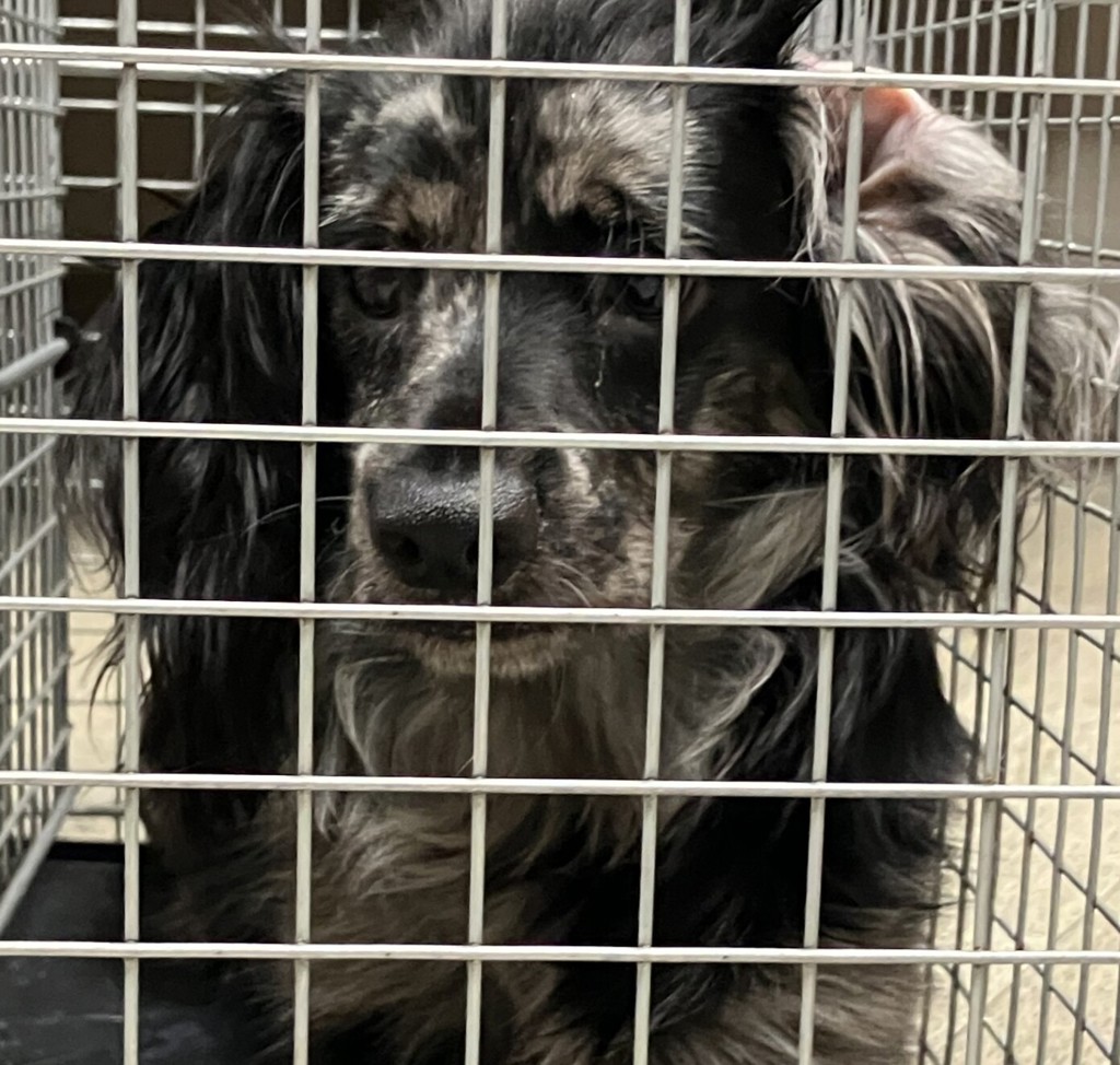 Shelter Stray Male Dog last seen Near Island Avenue, San Diego, CA, 92102, 5500 Gaines St, San Diego, CA 92110, USA