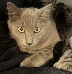 Shelter Stray Female Cat last seen Near 60th Street, San Diego, CA, 92114, 5500 Gaines St, San Diego, CA 92110, USA