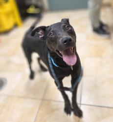 Shelter Stray Male Dog last seen OR, 1700 W Historic Columbia River Hwy, Troutdale, OR 97060, USA