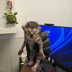 Shelter Stray Female Cat last seen Near 60th Street, San Diego, CA, 92114, 5500 Gaines St, San Diego, CA 92110, USA