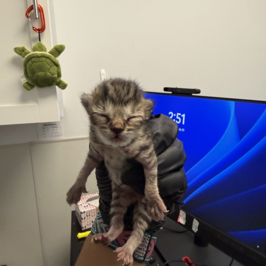 Shelter Stray Female Cat last seen Near 60th Street, San Diego, CA, 92114, 5500 Gaines St, San Diego, CA 92110, USA