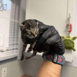Shelter Stray Female Cat last seen Near 60th Street, San Diego, CA, 92114, 5500 Gaines St, San Diego, CA 92110, USA