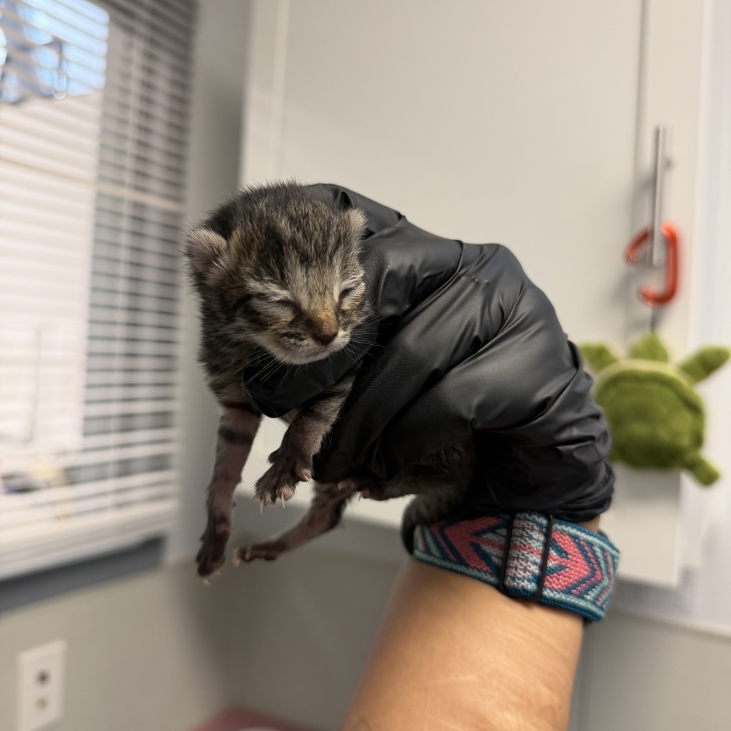 Shelter Stray Female Cat last seen Near 60th Street, San Diego, CA, 92114, 5500 Gaines St, San Diego, CA 92110, USA