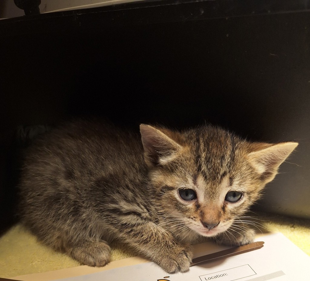 Shelter Stray Female Cat last seen Baldwin Avenue, OAKLAND, CA, 94621, 8323 Baldwin St, Oakland, CA 94621, USA