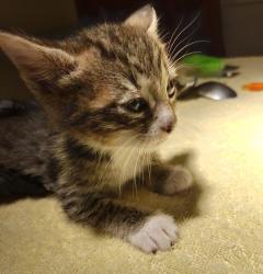 Shelter Stray Male Cat last seen Baldwin Avenue, OAKLAND, CA, 94621, 8323 Baldwin St, Oakland, CA 94621, USA