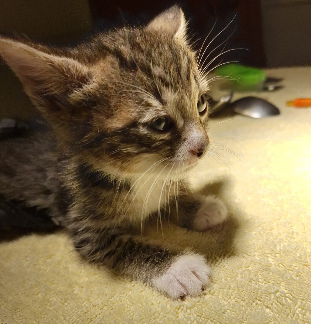 Shelter Stray Male Cat last seen Baldwin Avenue, OAKLAND, CA, 94621, 8323 Baldwin St, Oakland, CA 94621, USA