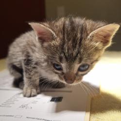 Shelter Stray Female Cat last seen Baldwin Avenue, OAKLAND, CA, 94621, 8323 Baldwin St, Oakland, CA 94621, USA