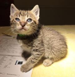 Shelter Stray Male Cat last seen Baldwin Avenue, OAKLAND, CA, 94621, 8323 Baldwin St, Oakland, CA 94621, USA