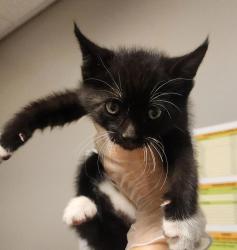 Shelter Stray Female Cat last seen Near Via Promero Street, SAN LORENZO, CA, 94580, 8323 Baldwin St, Oakland, CA 94621, USA