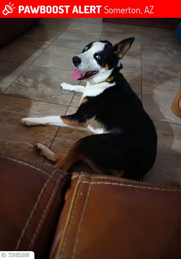 Lost Female Dog last seen Ave A and county 17 1/2 st, Somerton, AZ 85350