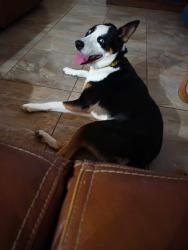 Lost Female Dog last seen Ave A and county 17 1/2 st, Somerton, AZ 85350
