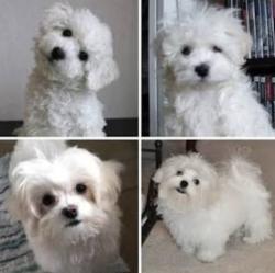 Found/Stray Male Dog last seen Reservoir drive, Harrisburg, PA 17103