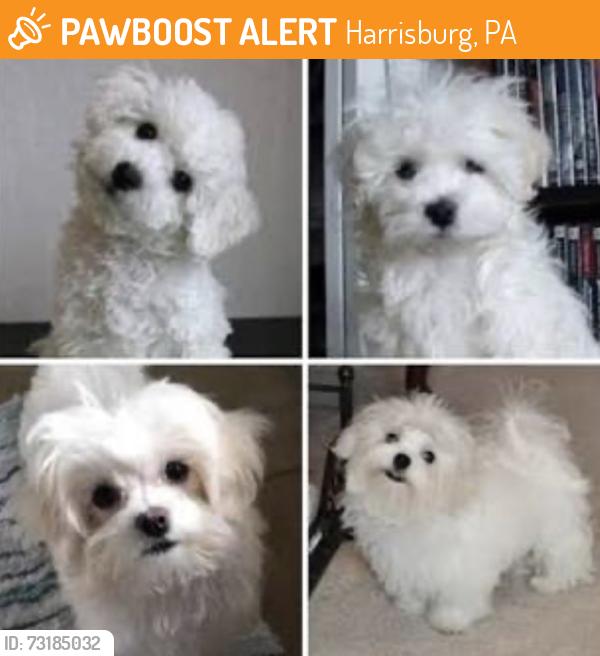 Found/Stray Male Dog last seen Reservoir drive, Harrisburg, PA 17103