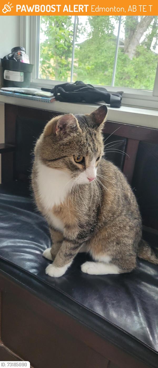 Found/Stray Unknown Cat last seen Near 91 Avenue NW, Edmonton, AB T6E 2T5