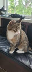 Found/Stray Unknown Cat last seen Near 91 Avenue NW, Edmonton, AB T6E 2T5