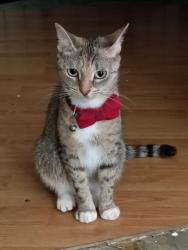 Lost Female Cat last seen Near River falls drive lowell NC, Lowell, NC 28098