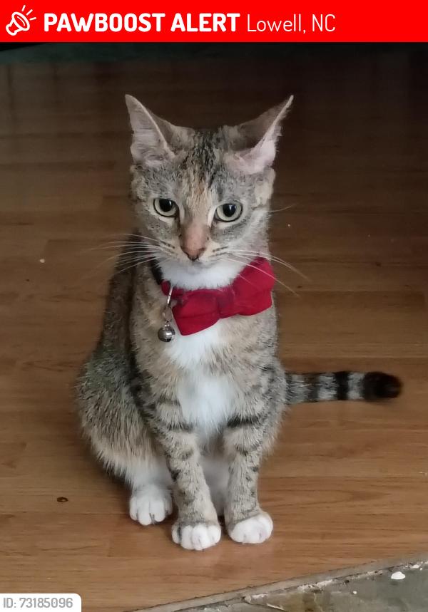 Lost Female Cat last seen Near River falls drive lowell NC, Lowell, NC 28098