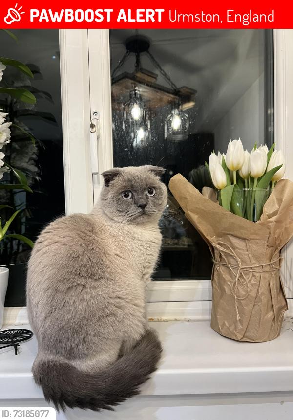 Lost Male Cat last seen Ambleside road, millford avenue, Urmston, England 