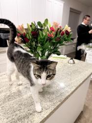Reunited Male Cat last seen Hawkins and S Barnett, Missouri City, TX 77459