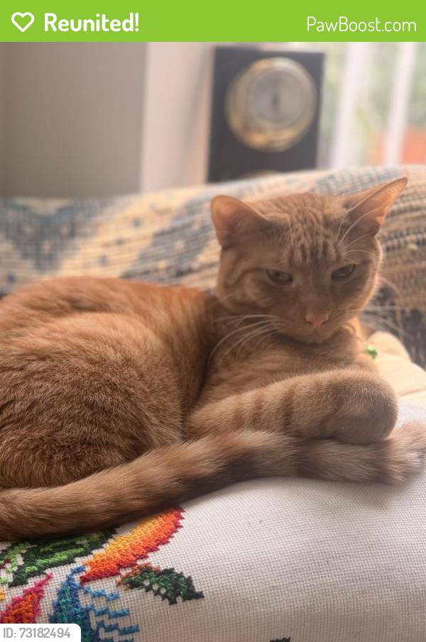 Reunited Male Cat last seen Mozart park, Chicago, IL 60647