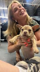 Lost Female Dog last seen E Charles St, Matthews, NC 28105
