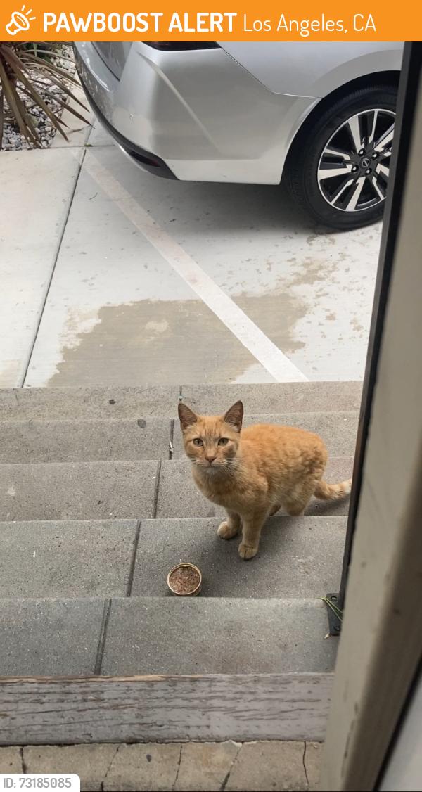 Found/Stray Unknown Cat last seen 24th st and hoover st, Los Angeles, CA 90007
